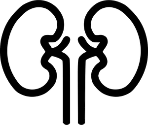 Human Kidney Outline Graphic PNG Image