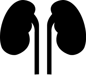 Transparent Kidney Png - Kidney Clipart Png, Png Download PNG with transparent background