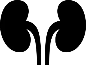 Human Kidney Silhouette Graphic PNG Image