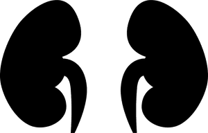 Kidney - Kidney Svg, HD Png Download PNG with transparent background
