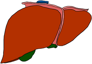 Human Liver Anatomy Illustration PNG image with transparent background