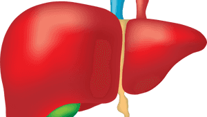 Human Liver Anatomy Illustration PNG image with transparent background