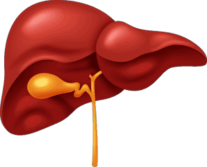 Human Liver Anatomy Illustration PNG image with transparent background