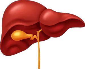 Human Liver Anatomy Illustration PNG Image