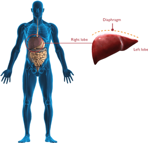 Human Liver Anatomy Illustration PNG with transparent background