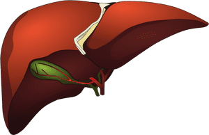 Human Liver Anatomy Illustration PNG image with transparent background