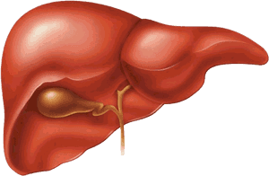 Human Liver Anatomy Illustration PNG image with transparent background