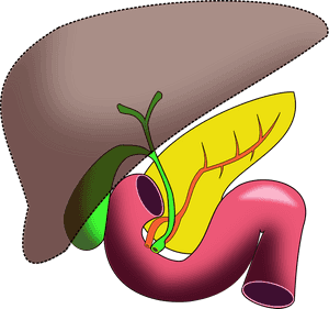 Human Liver Anatomy Illustration PNG with transparent background