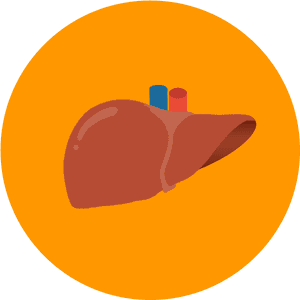 Human Liver Illustration PNG image with transparent background