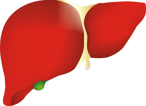 Human Liver Illustration.png PNG