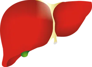 Human Liver Illustration.png PNG Image