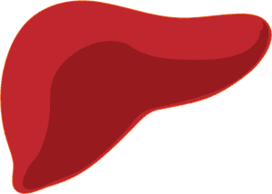 Human Liver Illustration.png PNG image with transparent background