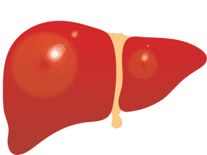 Human Liver Illustration.png PNG with transparent background