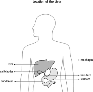 Human Liver Location Diagram PNG with transparent background