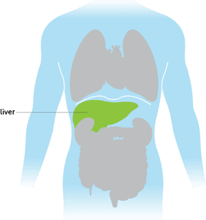 Human Liver Location Diagram PNG with transparent background