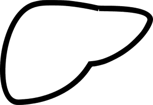 Human Liver Outline Graphic PNG with transparent background