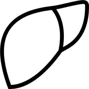 Human Liver Outline Vector PNG with transparent background