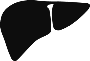 Human Liver Silhouette Graphic PNG with transparent background