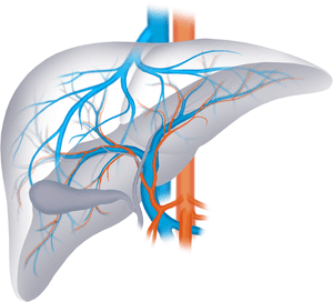 Human Liver Vascular Network PNG with transparent background