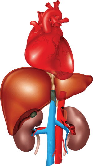 Human Liverand Heart Anatomy PNG image with transparent background