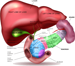 Human Liverand Pancreas Anatomy Illustration PNG image with transparent background