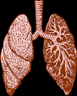 Human Lung Anatomy Illustration PNG image with transparent background