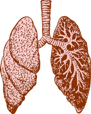 Human Lung Anatomy Illustration PNG Image