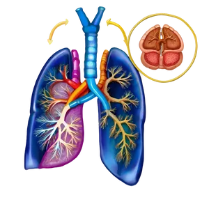 Human Lung Diagram Png 42 PNG Image