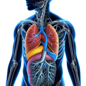 Human Lung Diagram Png 69 PNG Image