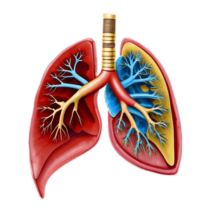 Human Lungs Anatomy PNG dxe PNG image with transparent background