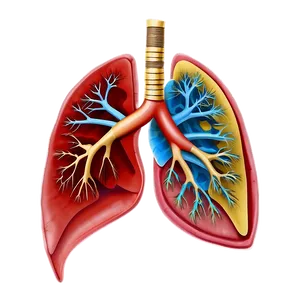 Human Lungs Anatomy Png Dxe PNG Image