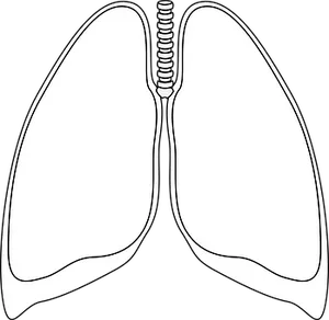 Human Lungs Diagram Outline PNG Image