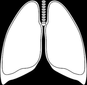 Human Lungs Diagram Simple PNG image with transparent background