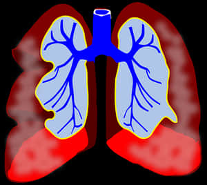 Human Lungs Illustration PNG image with transparent background