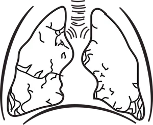 Human Lungs Illustration PNG Image