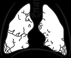 Human Lungs Illustration PNG image with transparent background