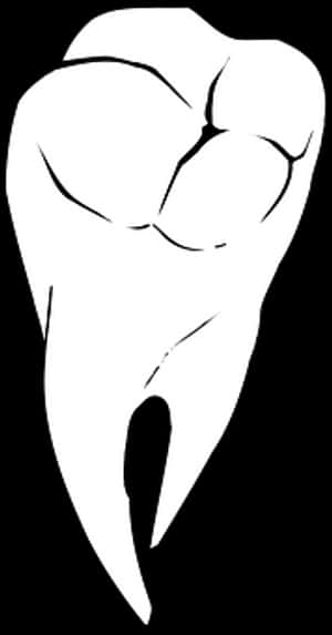 Human Molar Tooth Drawing PNG with transparent background