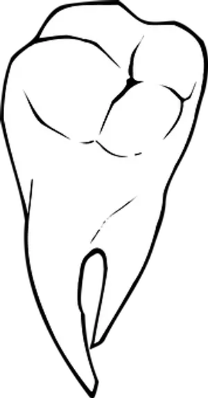 Human Molar Tooth Drawing PNG Image