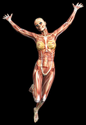 Human_ Muscular_ System_ Anatomy PNG with transparent background