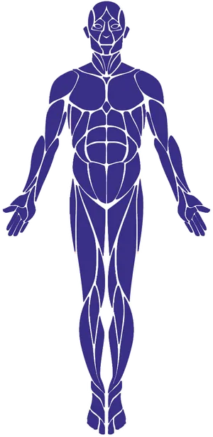 Human Muscular System Outline PNG Image