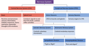 Divisions And Subdivisions Of The Nervous Syste - Interactive Activity Divisions Of The Nervous System, HD Png Download PNG with transparent background