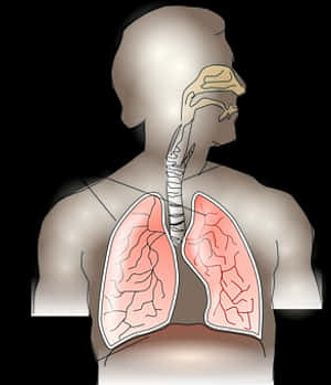 Human_ Respiratory_ System_ Anatomy PNG image with transparent background