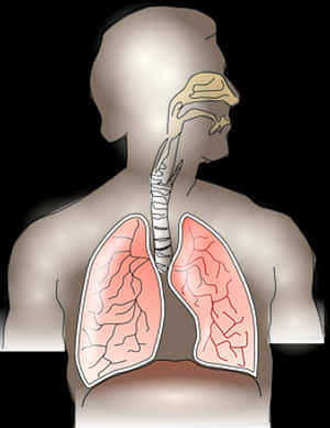 Human_ Respiratory_ System_ Anatomy PNG with transparent background