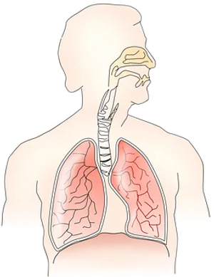 Human_ Respiratory_ System_ Anatomy PNG Image