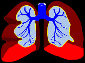 Human_ Respiratory_ System_ Illustration PNG image with transparent background