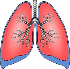 Human Respiratory System Lungs Illustration PNG Image