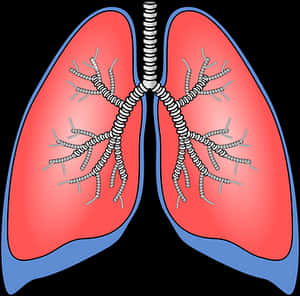 Human Respiratory System Lungs Illustration PNG image with transparent background