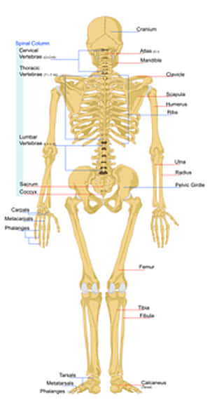 Human Skeleton Anatomy Chart PNG with transparent background