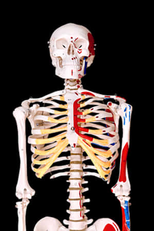 Human Skeleton Anatomy Education PNG image with transparent background