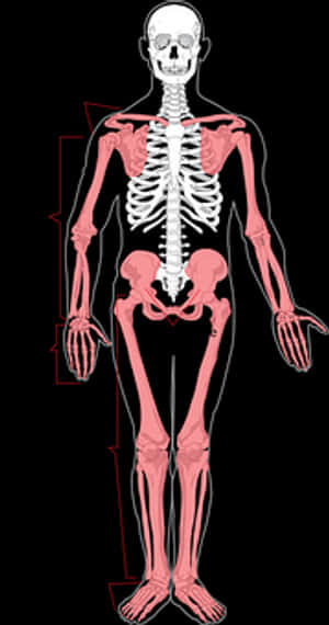 Human Skeleton Anatomy Illustration PNG image with transparent background